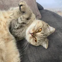 واگذاری گربه اسکاتیش فولد ماده آماده جفت|گربه|مشهد, هنرور|دیوار