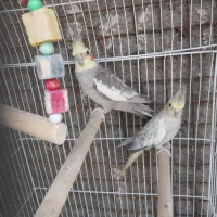 عروس هلندی نر و ماده