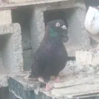 نوچه صرب و زاغ آبادانی|پرنده|جیرفت, |دیوار