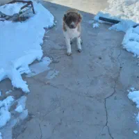 این سگ دزدیده شده