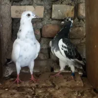 کبوتر آلمانی جوانه|پرنده|آزادشهر, |دیوار