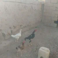 مرغ وخروس لاری