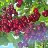 باغچه باغ در خسروشاه خسروشهر 404متر|فروش خانه و ویلا|خسروشاه, |دیوار