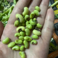 باقالی چشم بلبی
