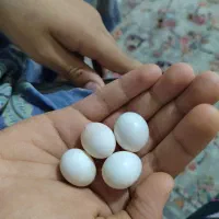 عروس هلندی جفت|پرنده|مشهد, یاس|دیوار