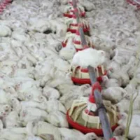 فروش مرغداری و گلخانه در حوالی گلبهار