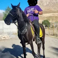 دو راس مادیان یکی تک شناس یکیش آروم آروم