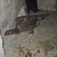 مرغ لاری وکفتر|حیوانات مزرعه|قم, کلهری|دیوار