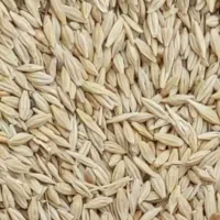 جو ایرانی ابی