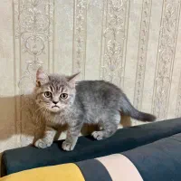 واگذاری بچه گربه|گربه|بجنورد, |دیوار