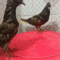 کبوتر مغلف دم سفید