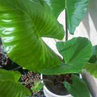 گل باباادم ادم