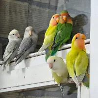 طوطی برزیلی