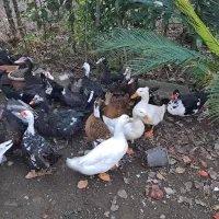 فروش اردک محلی و اسرائیلی و قاز و بوغلمون