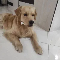 سگ گلدن نر جهت جفت گیری|سگ|مشکیندشت, |دیوار