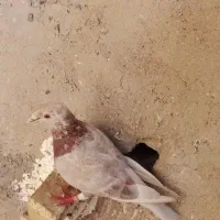 چند عدد ماده
