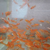 ماهی|ماهی|فولادشهر, B5|دیوار