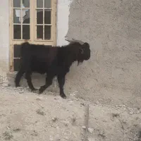 پازن