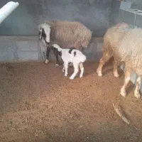 یک میش با بره