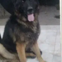 سگ ژرمن شپر