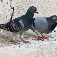 کبوتر پلاکی|پرنده|بندر گناوه, |دیوار