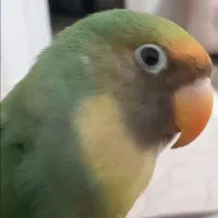 کوتوله برزیلی ماده معاوضه|پرنده|بن, |دیوار