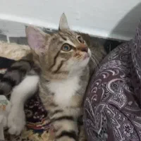 واگذاری گربه کوچولوی ملوس|گربه|کرج, اخترآباد|دیوار