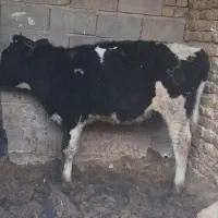 گوساله نر|حیوانات مزرعه|تایباد, |دیوار