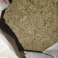 فروش جو بذری