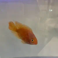 ماهی اکواریوم|ماهی|تهران, مجیدیه|دیوار