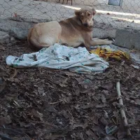 سگ ماده|سگ|آشخانه, |دیوار