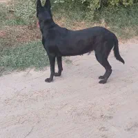 سگ مالینیوز ماده|سگ|میناب, |دیوار