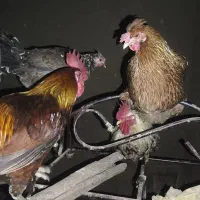 خروس و مرغ عربی