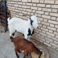 دوعدد بز ماده