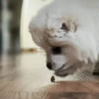 سگ پامر(توله)|سگ|همدان, |دیوار