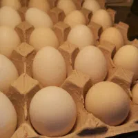 تخم مرغ محلی|خوردنی و آشامیدنی|یزد, |دیوار
