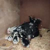 گلین فول ریش