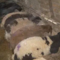 بره نر