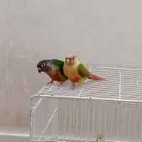 جفت گرینچیک مولد و دستی