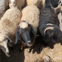 میش وبز|حیوانات مزرعه|درمیان, |دیوار