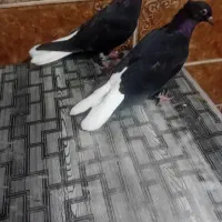 دمسفید