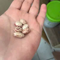 لوبیا چیتی درجه یک