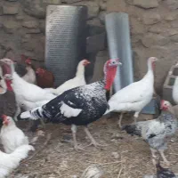 فروش بوغلمون|حیوانات مزرعه|درگز, |دیوار