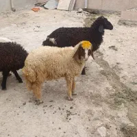 دو میش و پنج بره