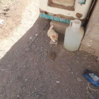 پاکوتاه مینیاتوری نر ریز اصیل نژاد دار جیبی|سگ|میانه, |دیوار