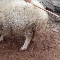 میش وبره|حیوانات مزرعه|سیوان, |دیوار