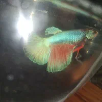 ماهی فایتر نر و آکواریوم