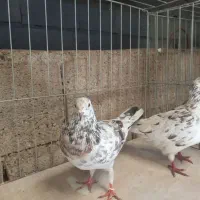 کبوتر پرشی بلند پرواز  سرور