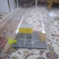 قفس پرنده
