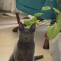 گربه اسکاتیش